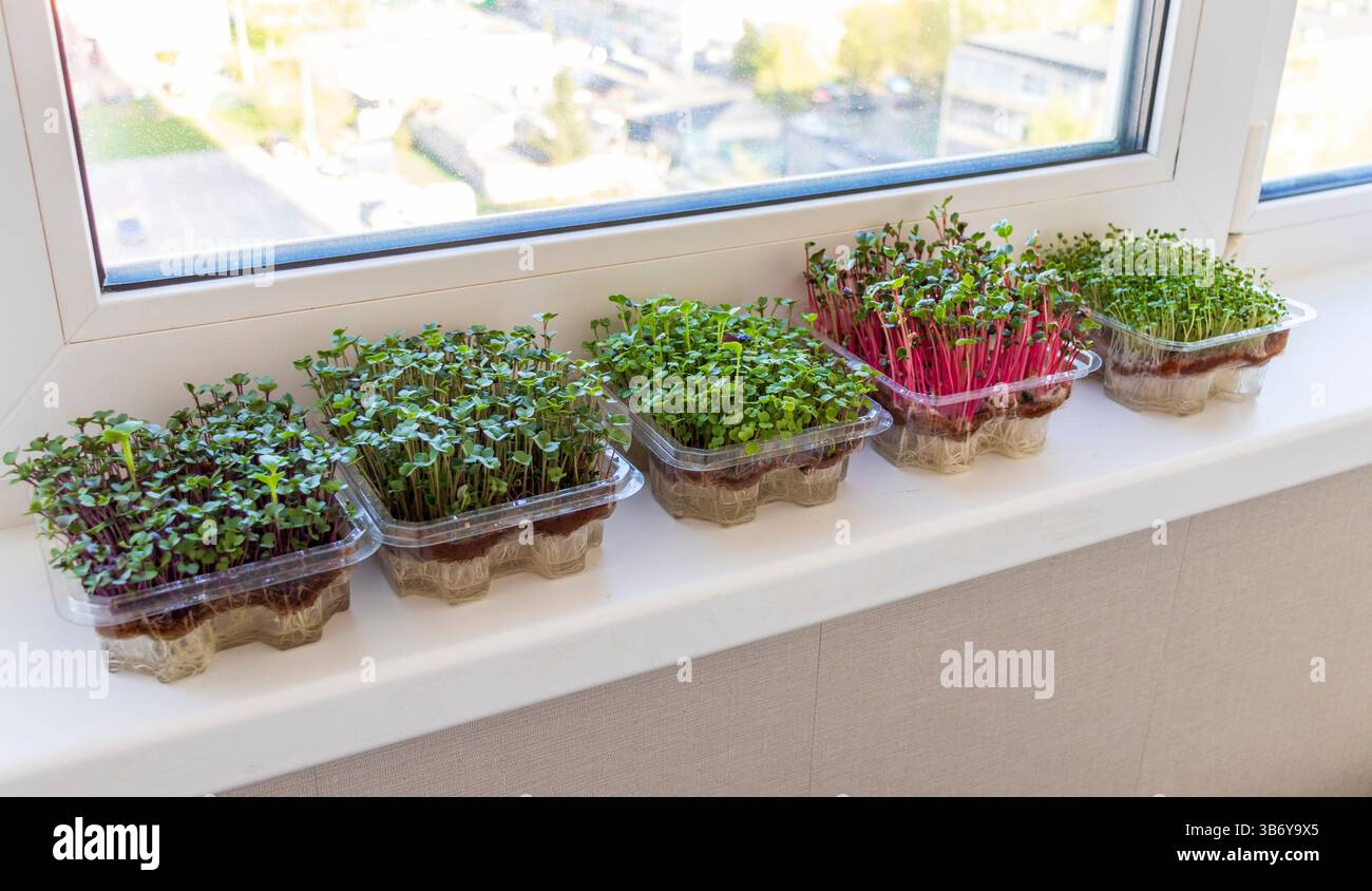 Frisch gekeimte Triebe von Mikrogrün in den Kunststoffbehältern auf der Jutematte. Auf der Fensterbank im Balkon des modernen Apartments Stockfoto