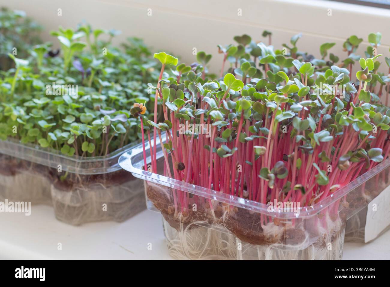 Frisch gekeimte Triebe von Mikrogrün in den Kunststoffbehältern auf der Jutematte. Auf der Fensterbank im Balkon des modernen Apartments Stockfoto