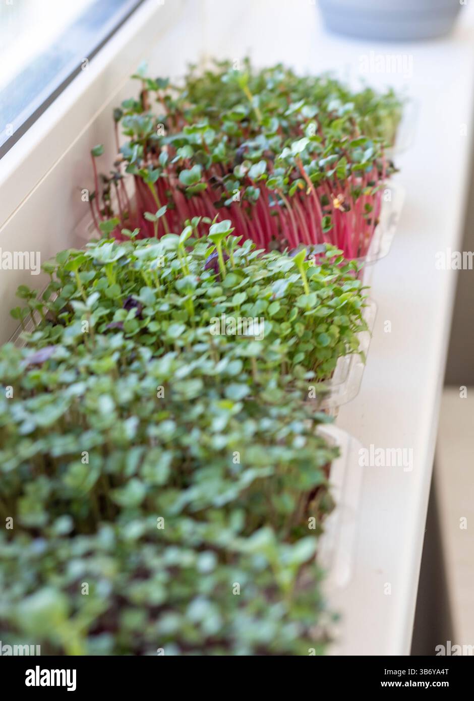 Frisch gekeimte Triebe von Mikrogrün in den Kunststoffbehältern auf der Jutematte. Auf der Fensterbank im Balkon des modernen Apartments Stockfoto