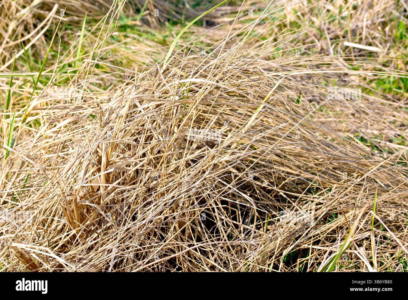 Nahaufnahme eines großen Büschels totes Gras, das auf einem Feld oder auf einer Weide abstirbt, mit frischem Wachstum im frühen Frühjahr. Stockfoto