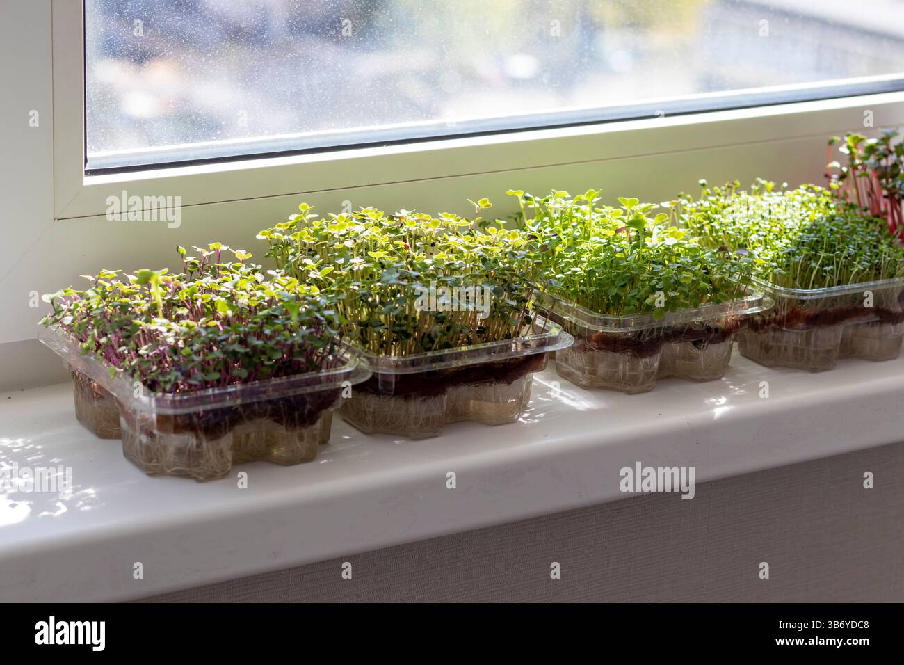Frisch gekeimte Triebe von Mikrogrün in den Kunststoffbehältern auf der Jutematte. Auf der Fensterbank im Balkon des modernen Apartments Stockfoto
