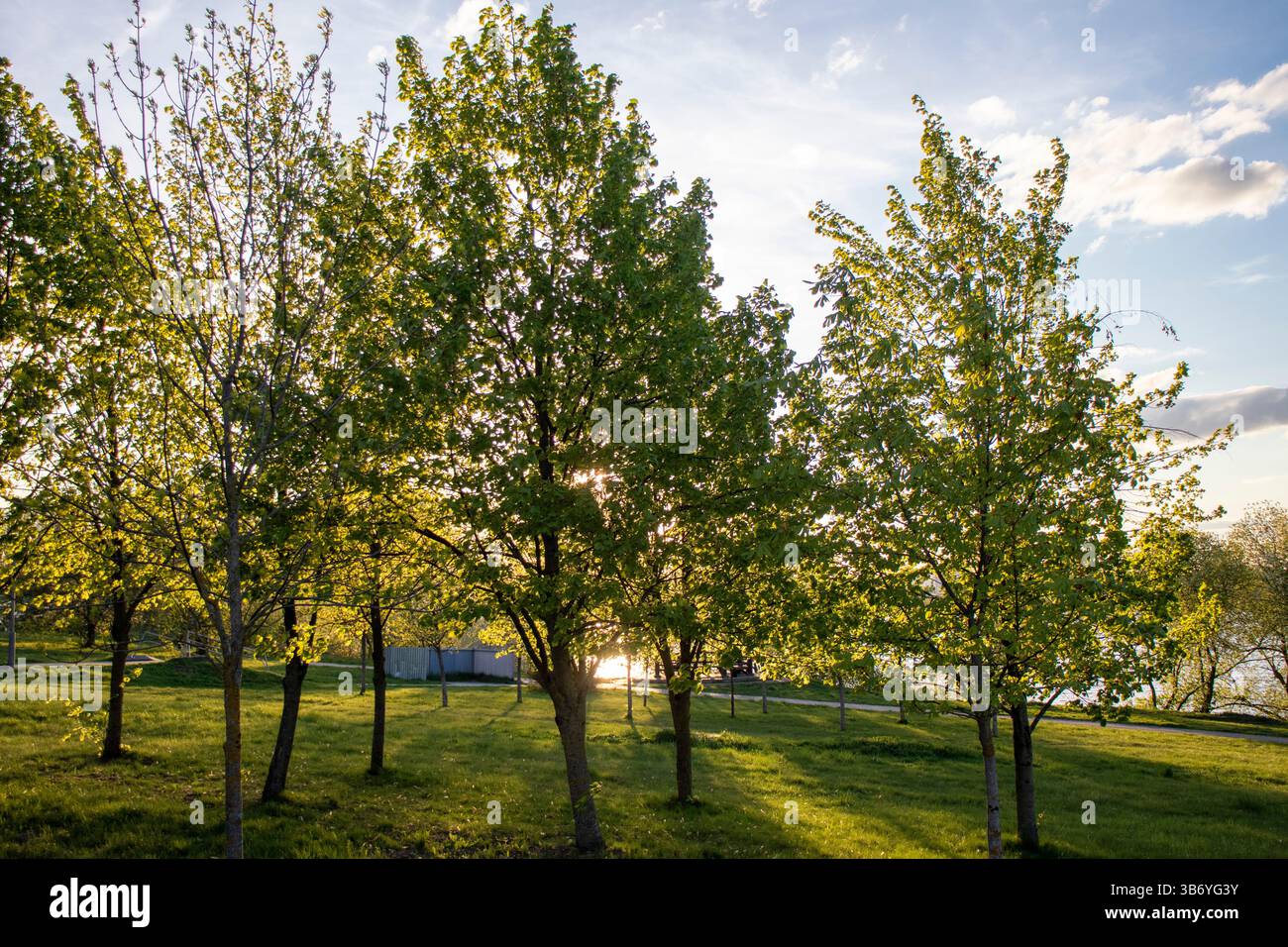 Die Sonne scheint zwischen den grünen Blättern der Bäume Stockfoto