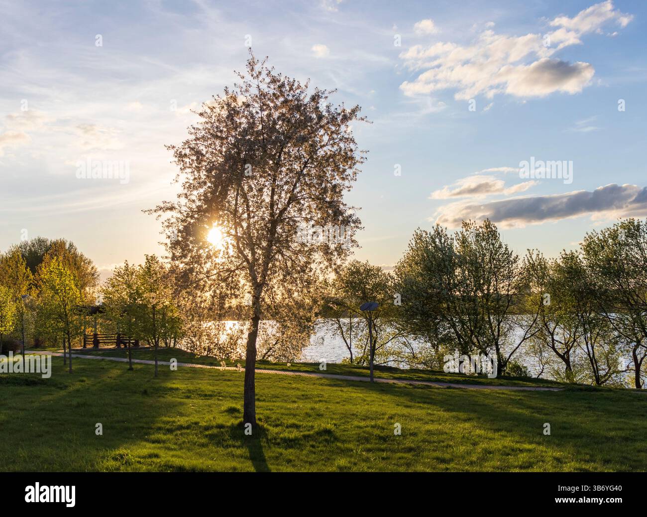 Die Sonne scheint zwischen den grünen Blättern der Bäume Stockfoto