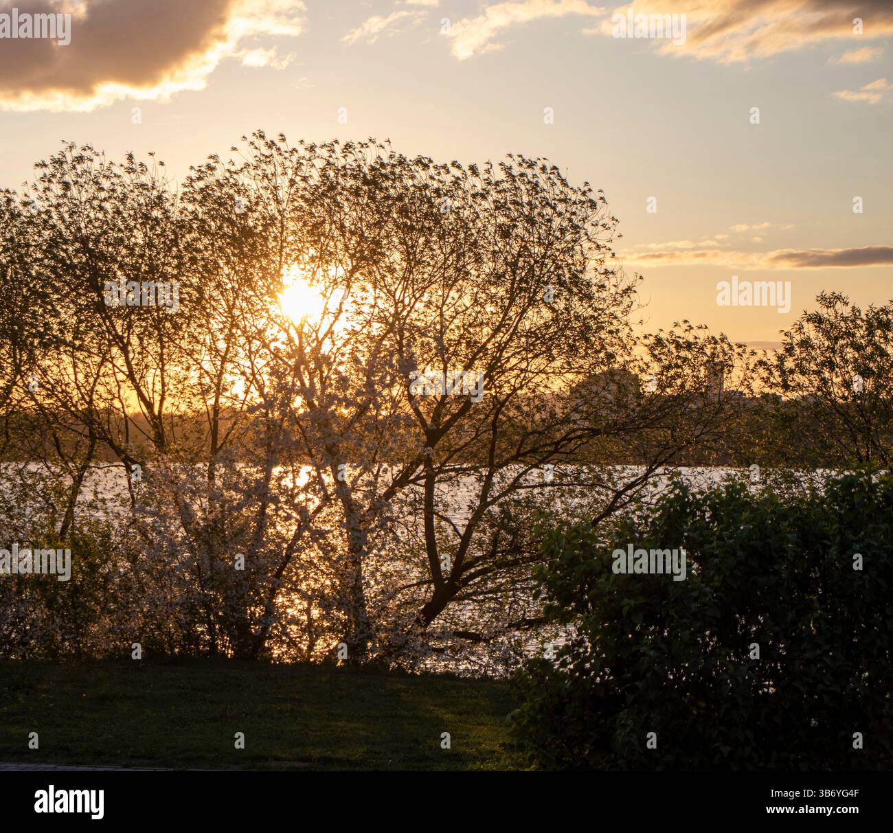 Die Sonne scheint zwischen den grünen Blättern der Bäume Stockfoto