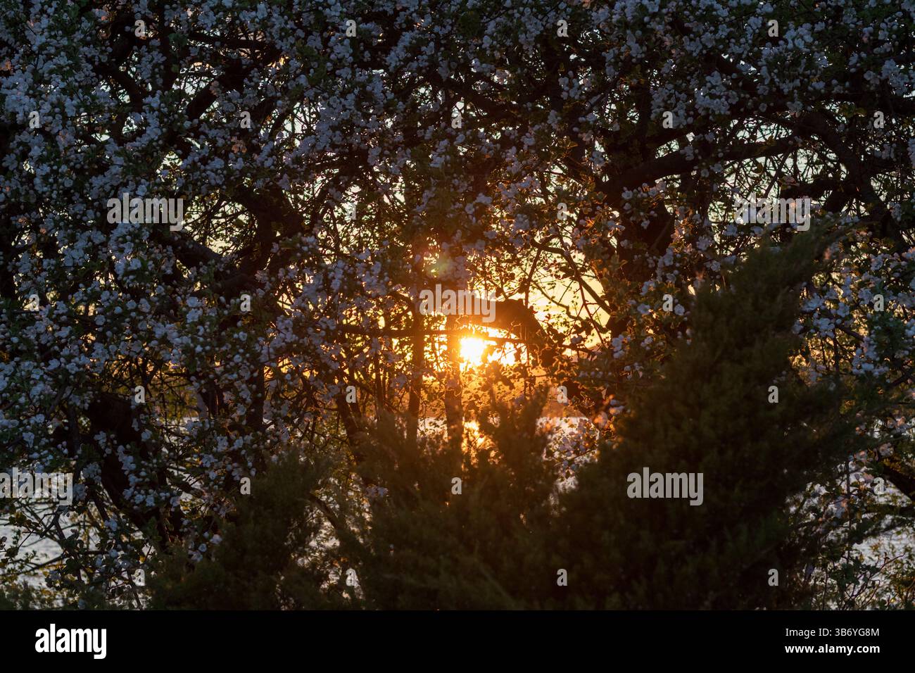 Die Sonne scheint durch die grünen Blätter der Bäume Stockfoto