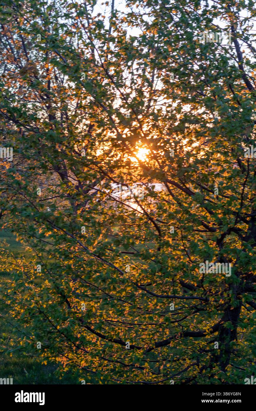 Die Sonne scheint durch die grünen Blätter der Bäume Stockfoto
