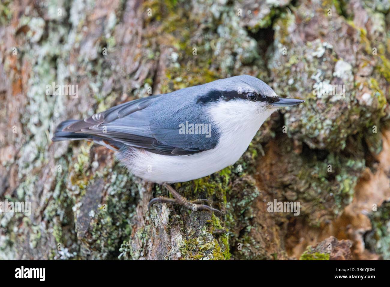 Eurasische Kleiber (Sitta Europaea) Stockfoto