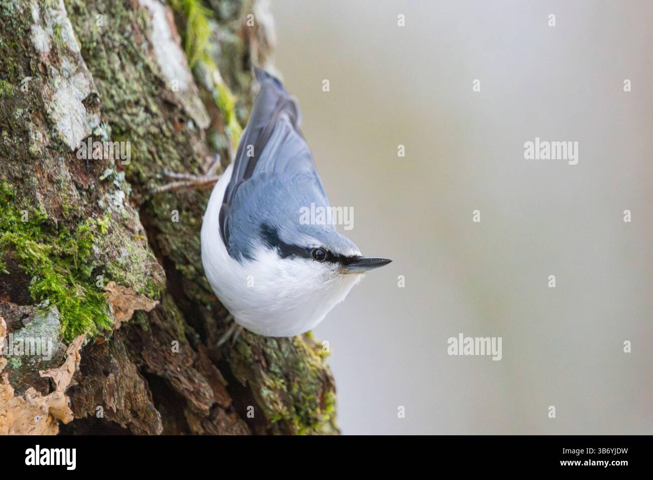 Eurasische Kleiber (Sitta Europaea) Stockfoto