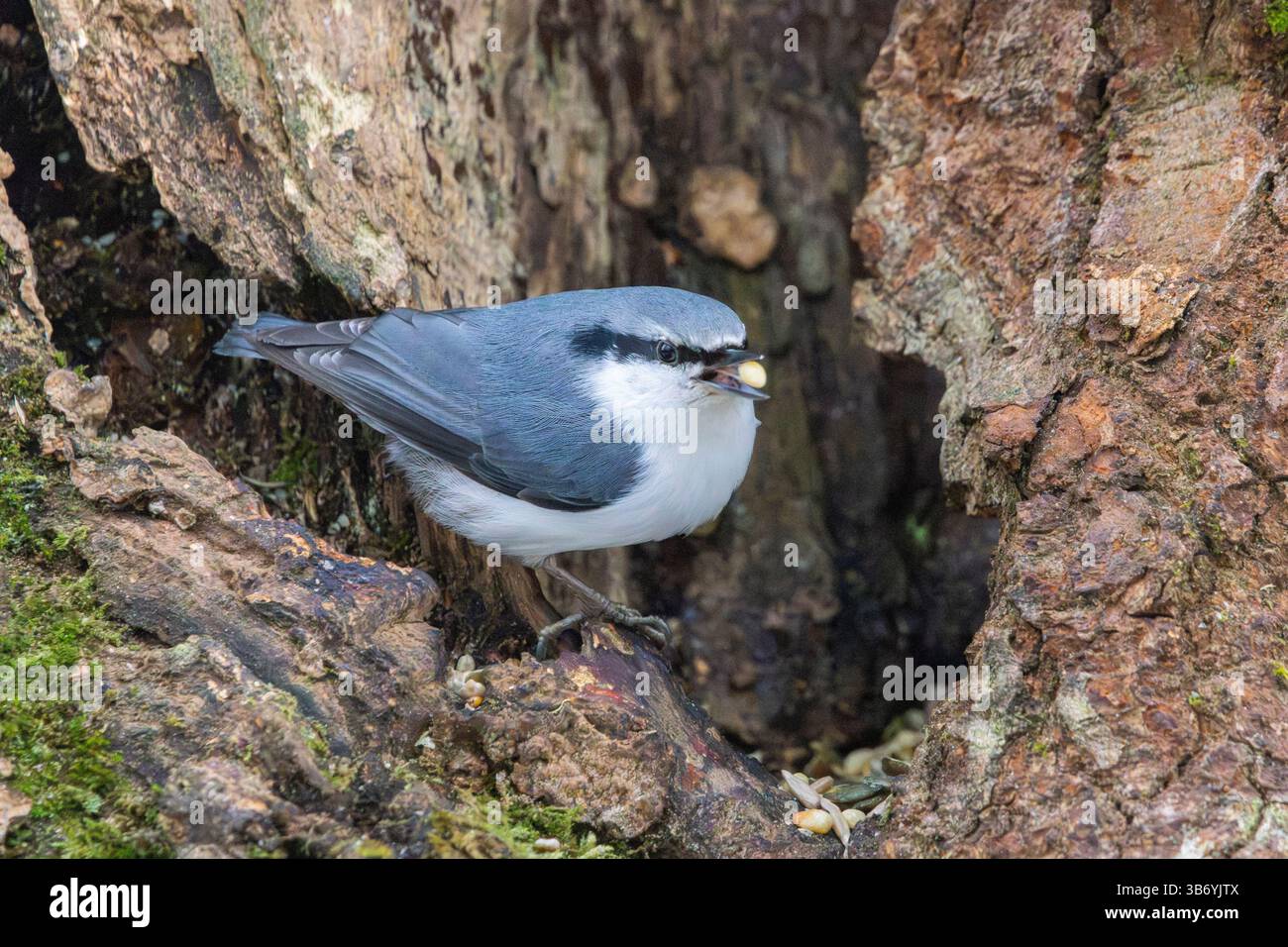 Eurasische Kleiber (Sitta Europaea) Stockfoto