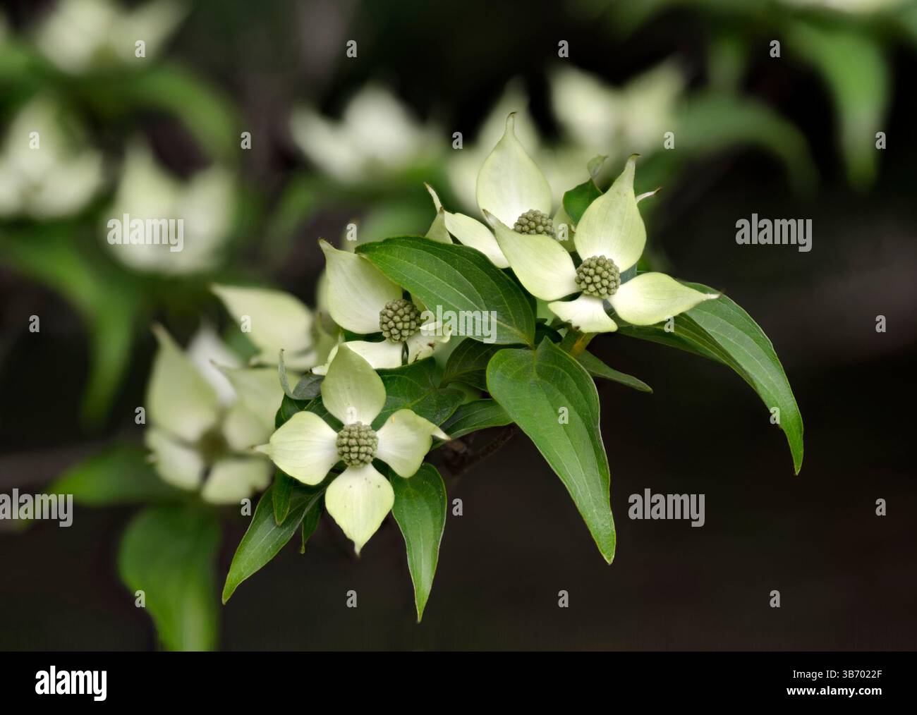Weiße Blüten und grüne Blätter des Kousa-Hartholzes, auch bekannt als chinesischer Hartholz, koreanischer Hartholz und japanischer Hartholz. Stockfoto