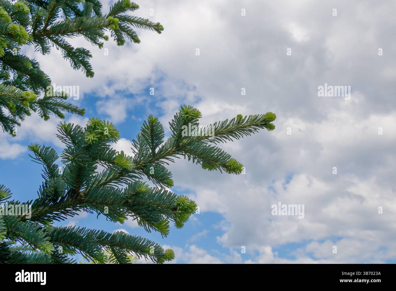 Üppig grüne Tannenzweige erstrecken sich nach oben in Richtung eines malerischen Himmels voller flauschiger Wolken, die die lebendigen Farben der Natur an einem ruhigen Tag zeigen Stockfoto