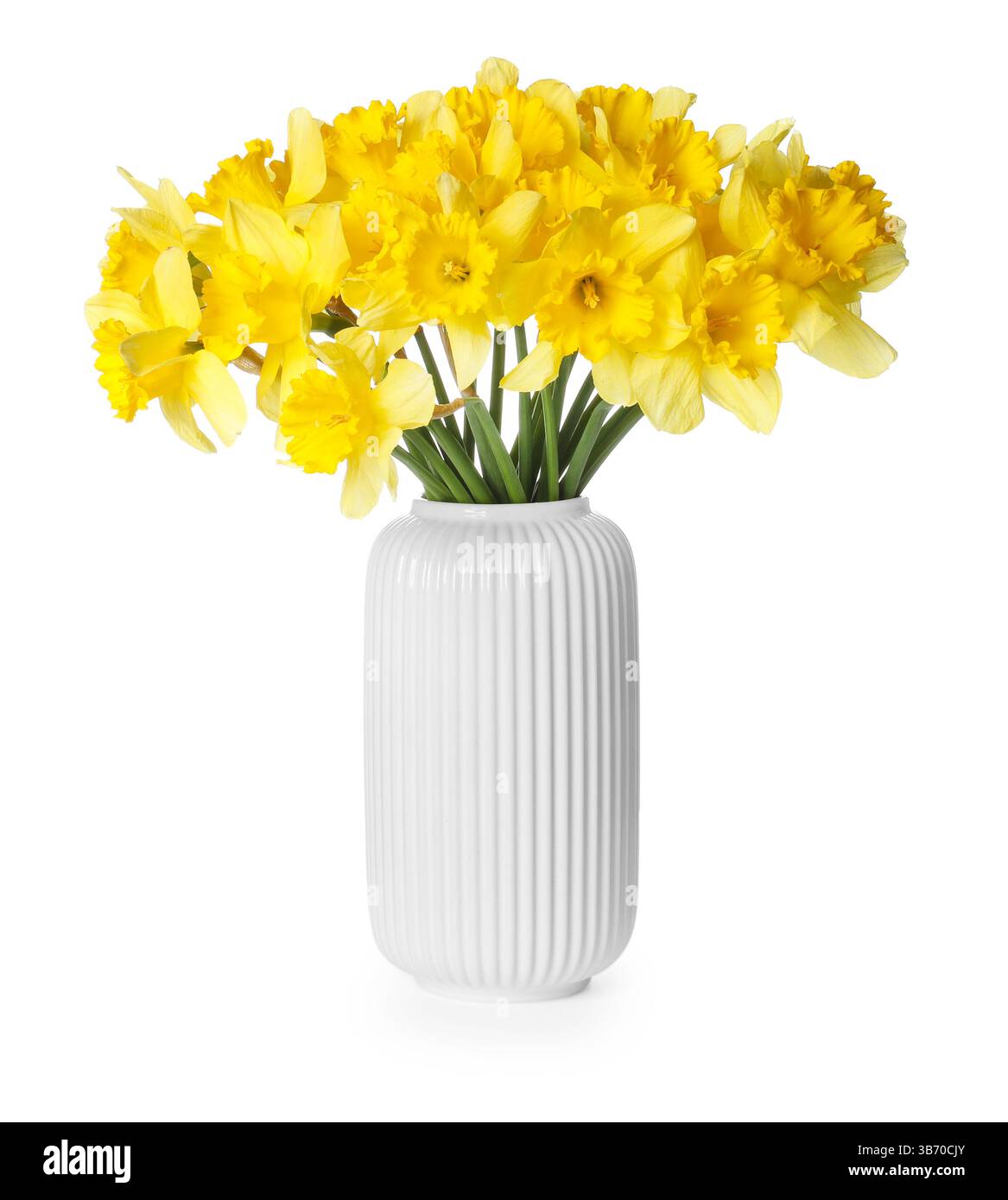Gelbe Narzissen in Vase isoliert auf weiß Stockfoto