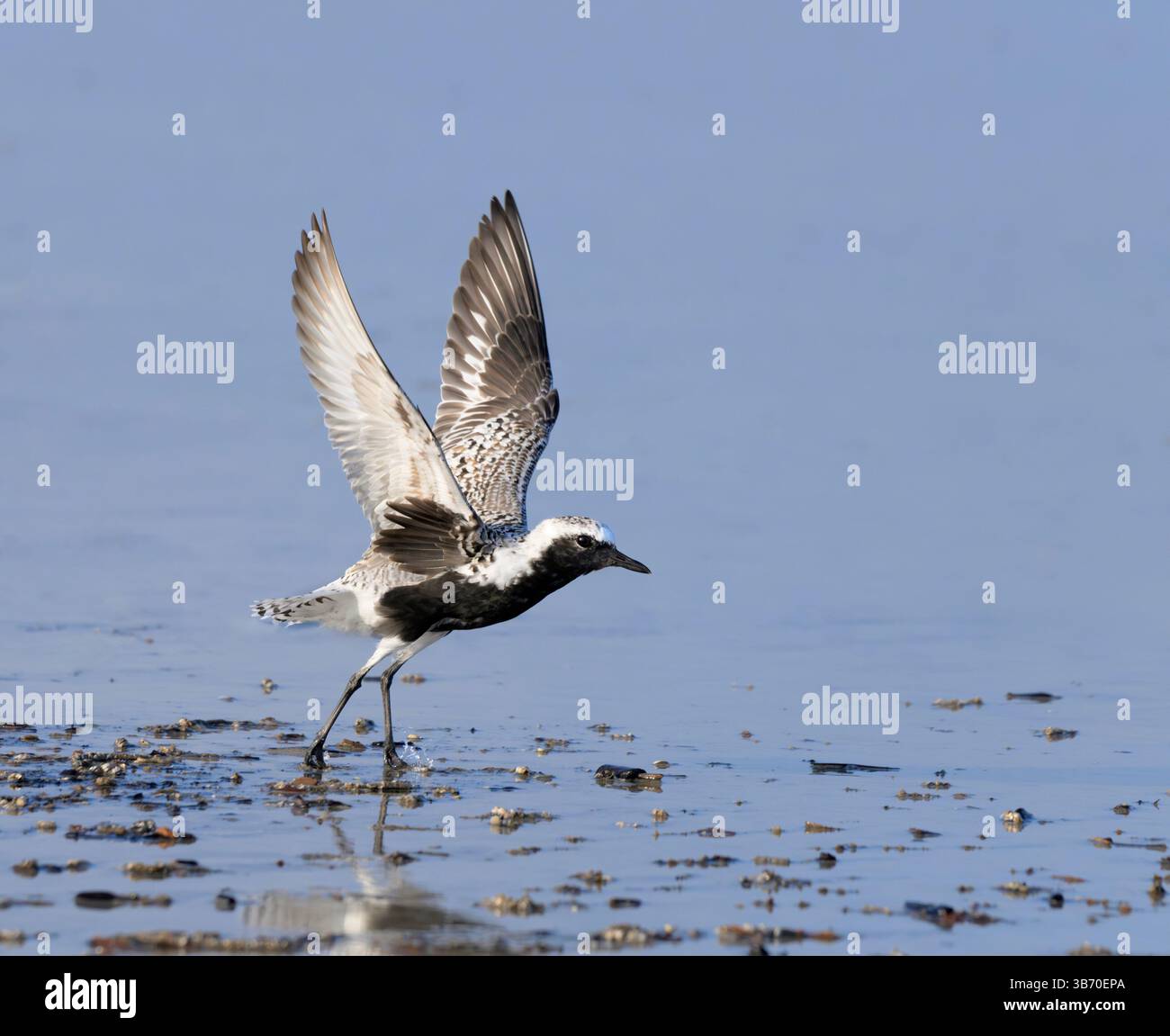 Schwarzbauchige oder graue Plover (pluvialis squatarola) starten am Meeresstrand während des Frühlingszugs in Galveston, Texas, USA. Stockfoto