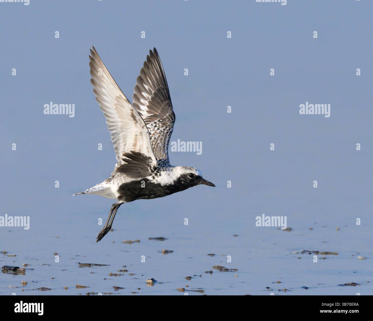 Schwarzbauchige oder graue Plover (pluvialis squatarola) starten am Meeresstrand während des Frühlingszugs in Galveston, Texas, USA. Stockfoto