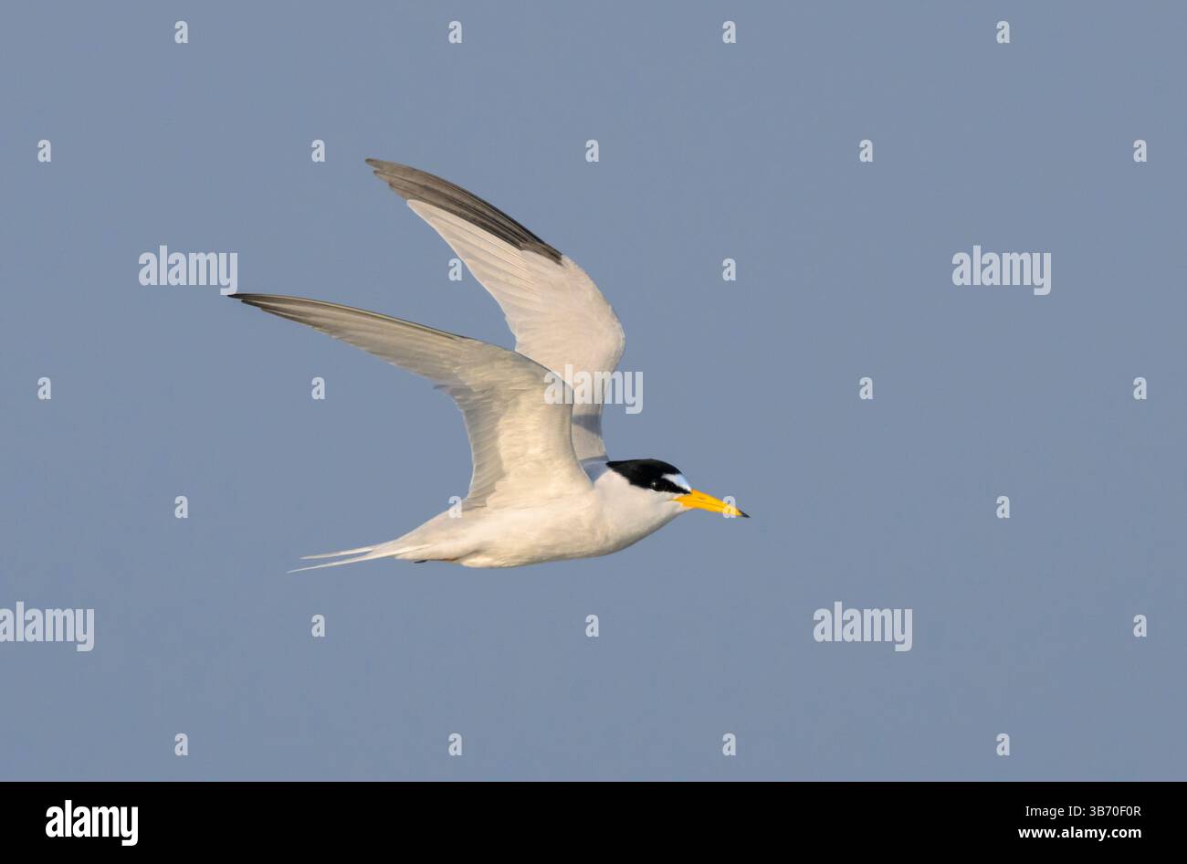 Seeschwalbe (Sternula antillarum), die über den Ozean fliegen, Galveston, Texas, USA. Stockfoto