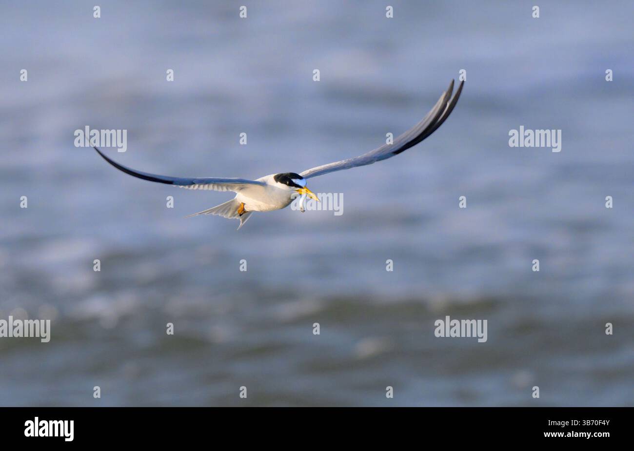 Seeschwalbe (Sternula antillarum), die mit einem kleinen Fisch über den Ozean fliegt, Galveston, Texas, USA. Stockfoto