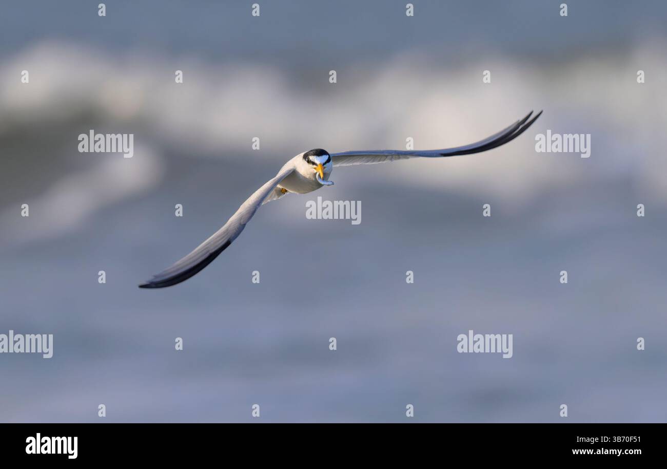 Seeschwalbe (Sternula antillarum), die mit einem kleinen Fisch über den Ozean fliegt, Galveston, Texas, USA. Stockfoto