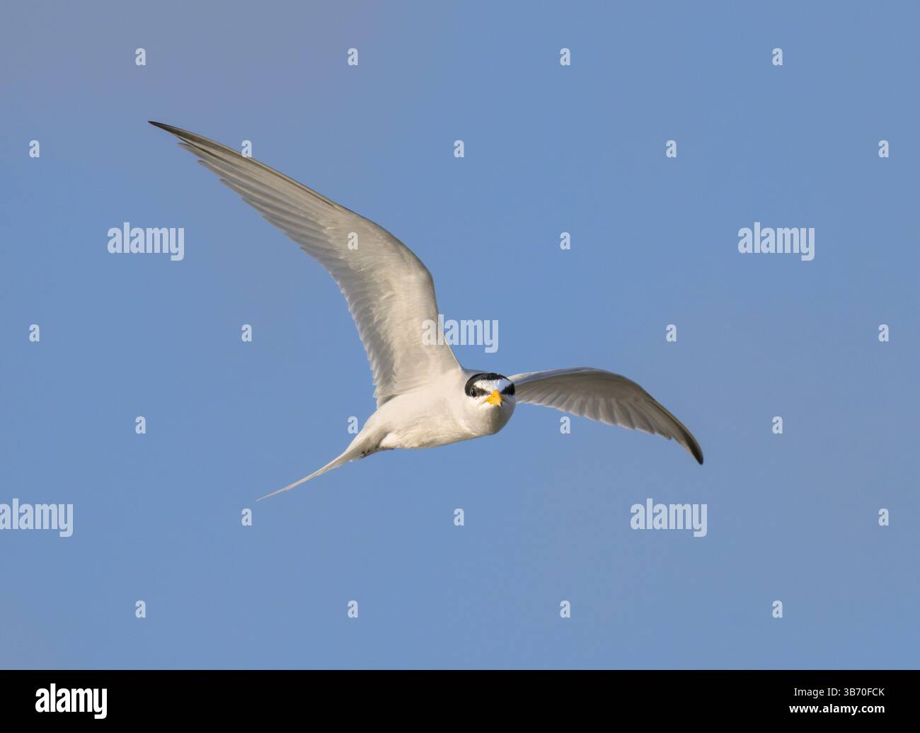 Seeschwalben (Sternula antillarum) fliegen im blauen Himmel und schauen direkt in die Kamera, Galveston, Texas, USA. Stockfoto