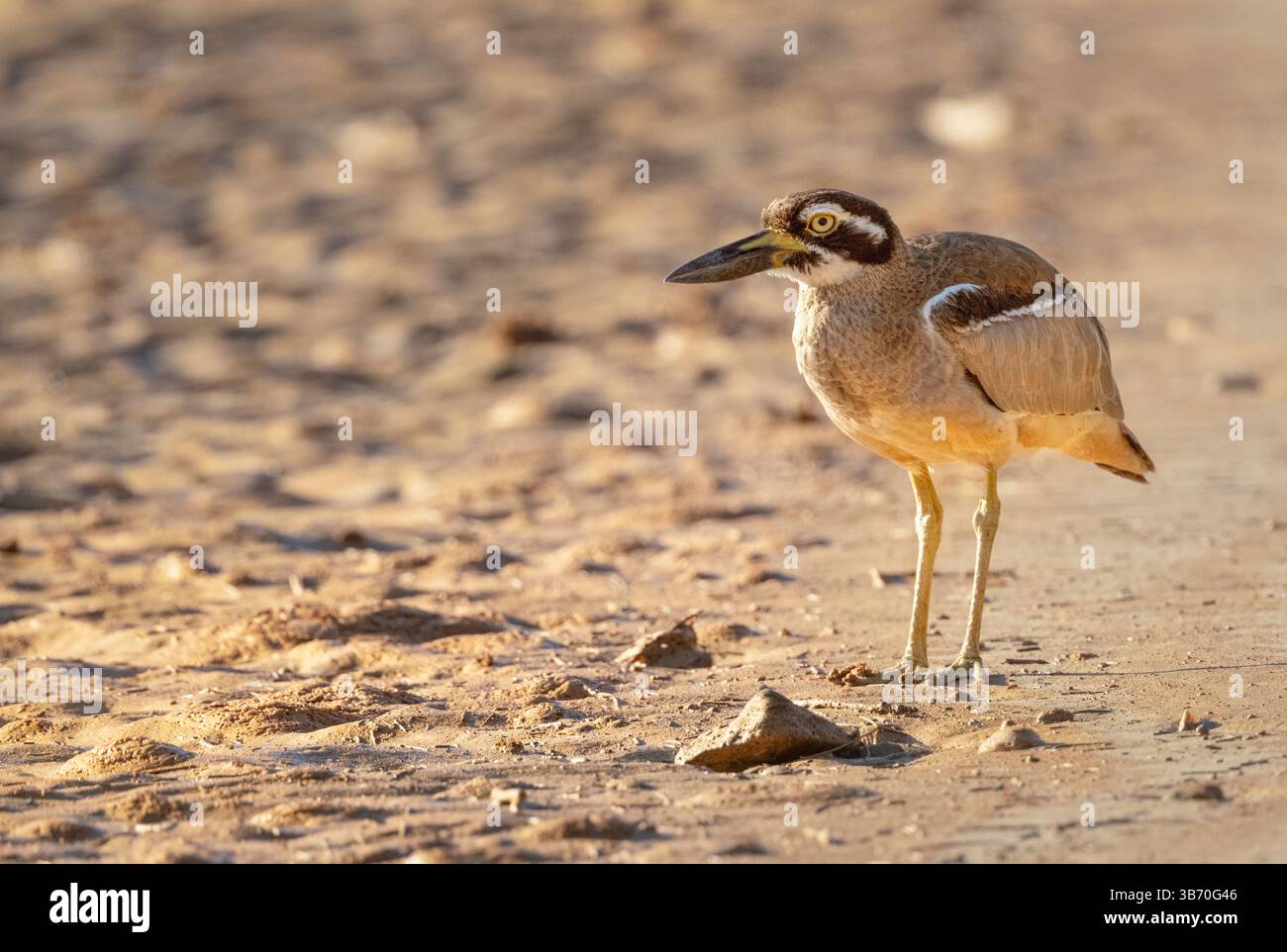 Die Beach Stone-Curlew (Esacus magnirostris) sind ausschließlich entlang der Küste zu finden, an einer Vielzahl von Stränden, Nester sind eine flache Kratzer im Sand. Stockfoto
