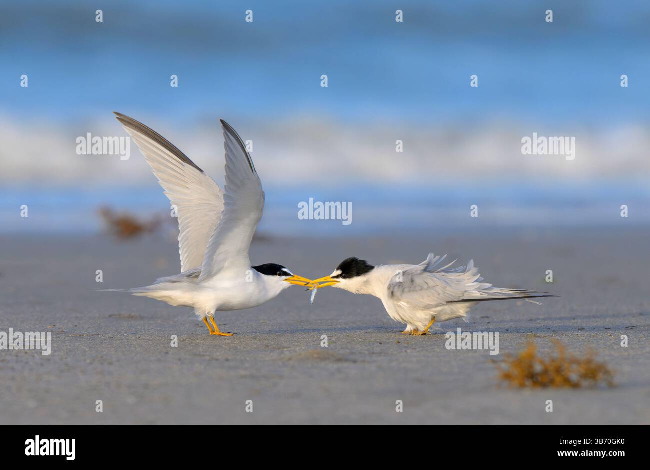 Nachtseeschwalbe (Sternula antillarum), männliche Fütterungsfrau mit einem kleinen Fisch am Meeresstrand am Abend, Galveston, Texas, USA. Stockfoto