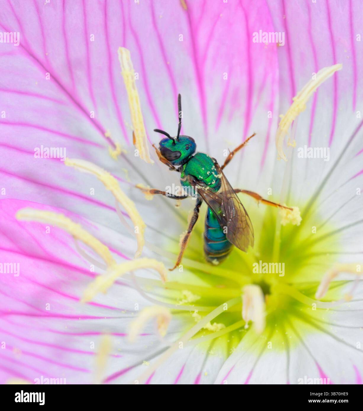 Die Pure Golden Green Sweat Bee (Augochlora pura) in einer Blume von Pink Ladies Evening Primrose (Oenothera speciosa), Texas, USA Stockfoto