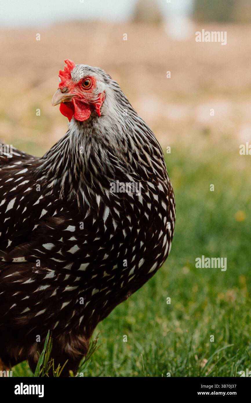 Hühnchen-Hühner-Feld-wyandotte-braun-rot-Hühnchen-Walking-SingleHühnchen-Blick in die Kamera in Gras und Schmutz Feldgänse-Gras-Maisfeld-Schmutz Stockfoto
