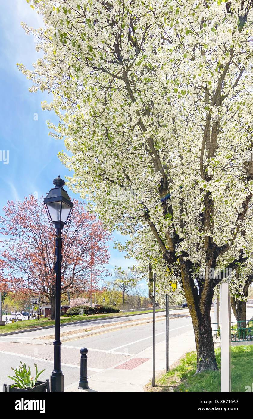 Blühender Bradford-Birnenbaum, Pyrus calleryana, blüht im Frühjahr im vorstädtischen Dorf Chappaqua im Westchester County, New York. - Smartphone-aufgenommenes Stockfoto
