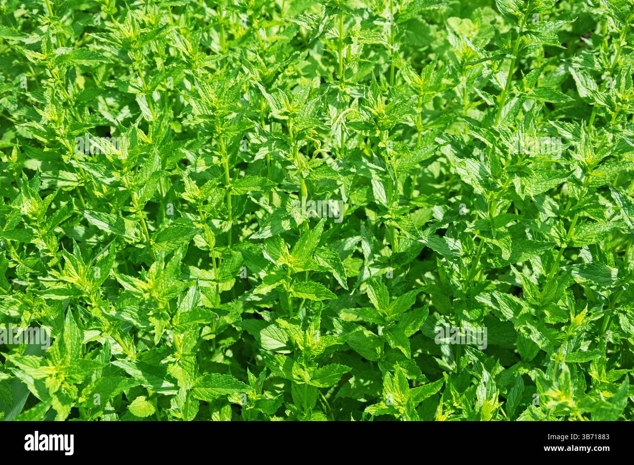 Ein dichter Fleck gesunder grüner Minzpflanzen bildet einen dichten belaubten Hintergrund Stockfoto