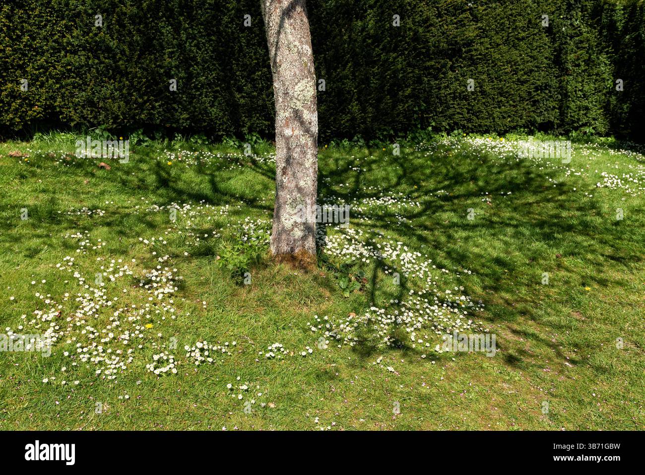 Daisy Feenkreis oder Feenring: Natürlich vorkommende Kreise aus Gänseblümchen Stockfoto