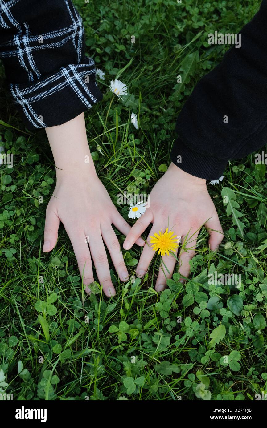 Nahaufnahme der Hände, die Wildblumen und Gras auf grünem Rasen während des Frühlingsnachmittags berühren. Hochwertige Fotos Stockfoto