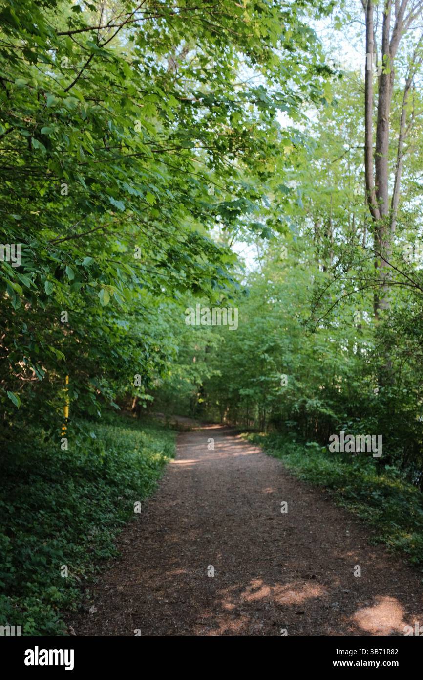 Grüne Baumkronen über Waldweg im Frühling mit verdampftem Sonnenlicht und erdbem Weg in friedlichem Wald. Hochwertige Fotos Stockfoto