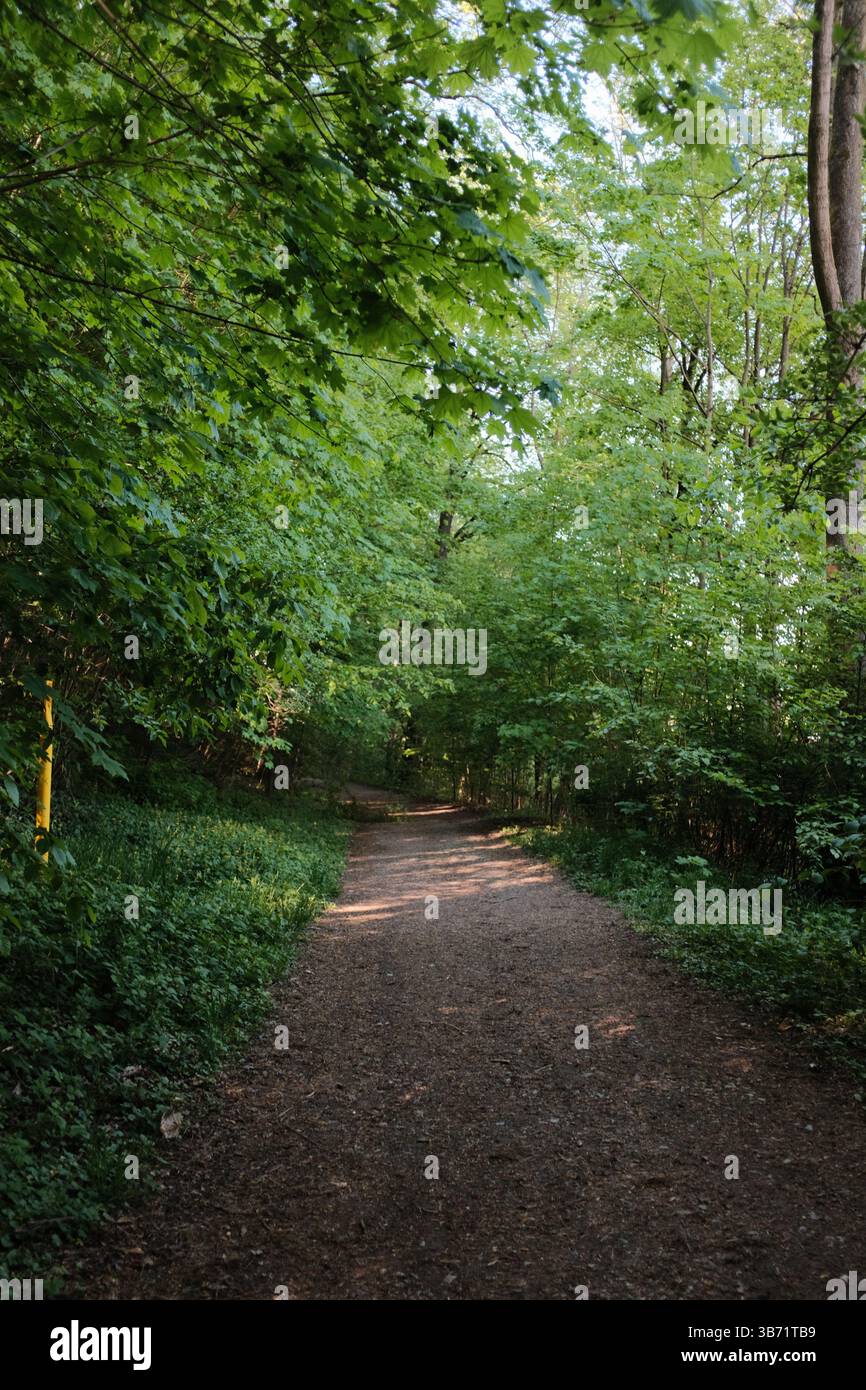 Grüne Baumkronen über Waldweg im Frühling mit verdampftem Sonnenlicht und erdbem Weg in friedlichem Wald. Hochwertige Fotos Stockfoto