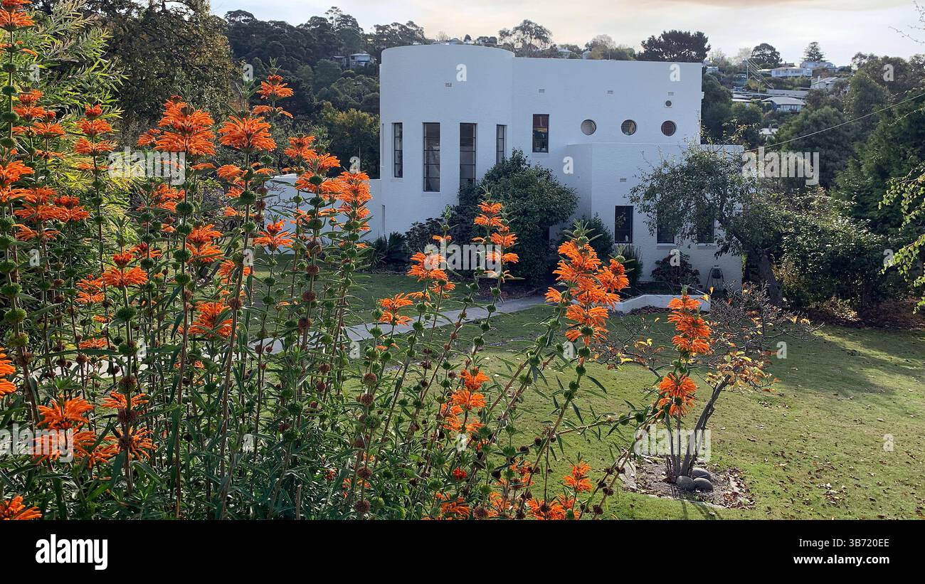 Modernes Haus im modernen Architekturstil in South Hobart, Tasmanien mit blühenden Lemonotis im Vorgarten Stockfoto