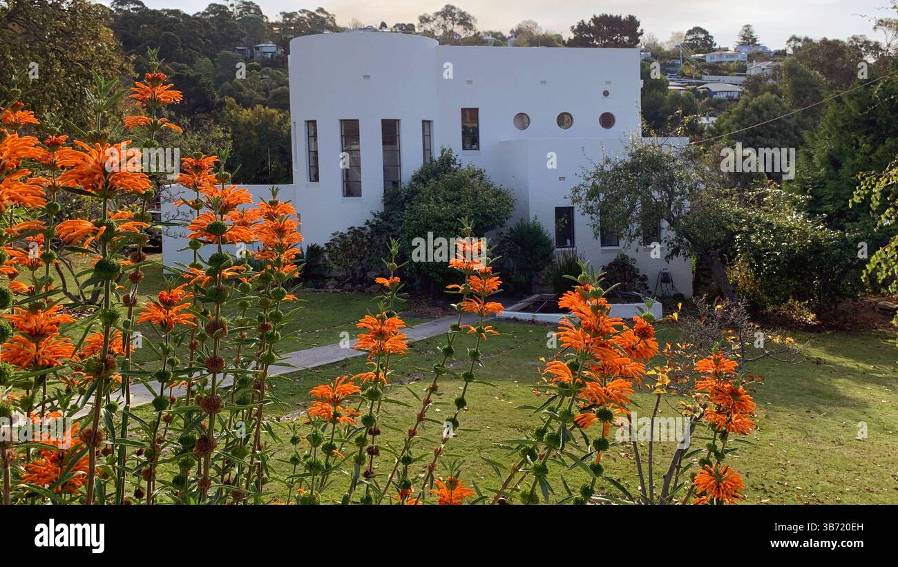 Modernes Haus im modernen Architekturstil in South Hobart, Tasmanien mit blühenden Lemonotis im Vorgarten Stockfoto