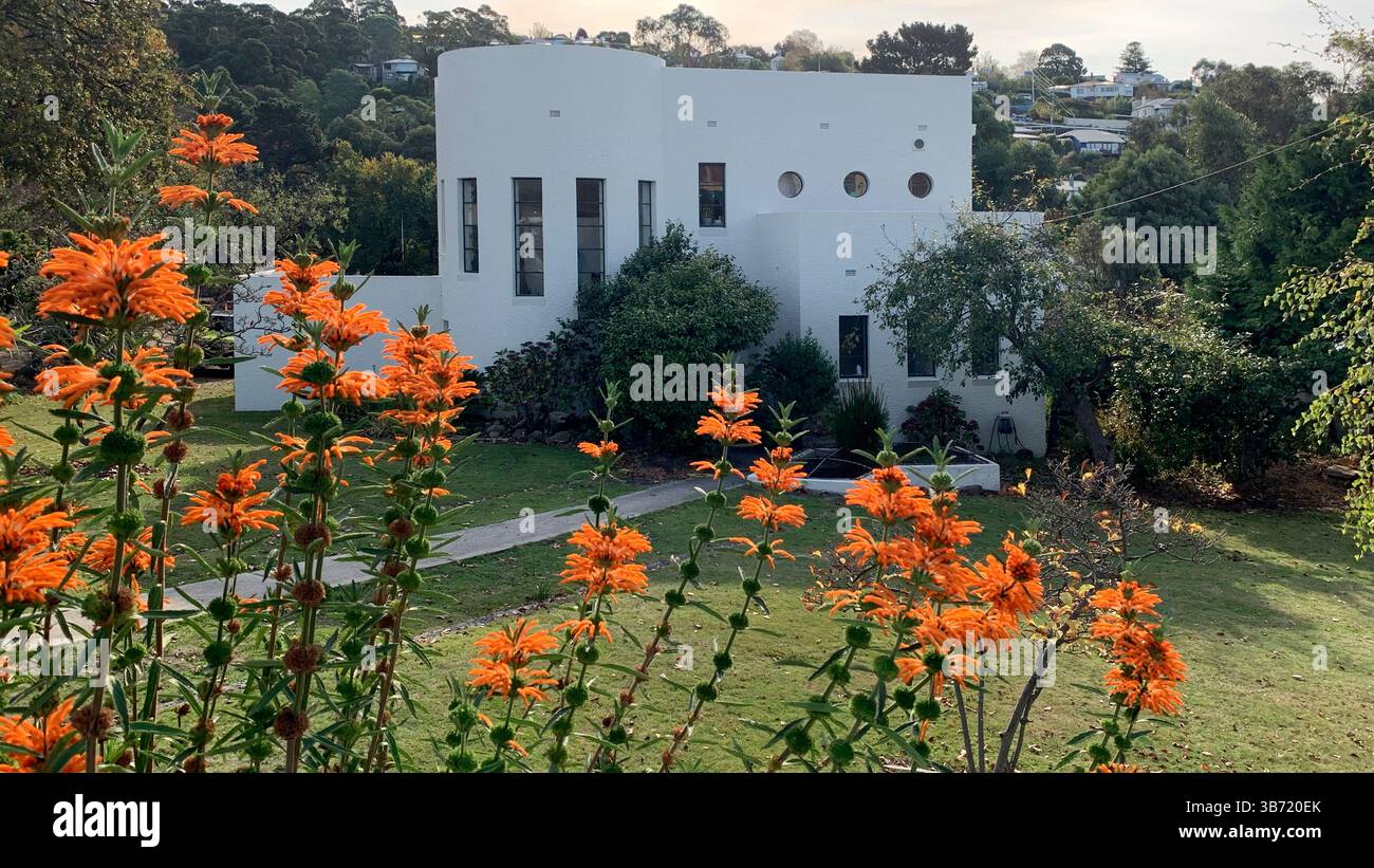 Modernes Haus im modernen Architekturstil in South Hobart, Tasmanien mit blühenden Lemonotis im Vorgarten Stockfoto