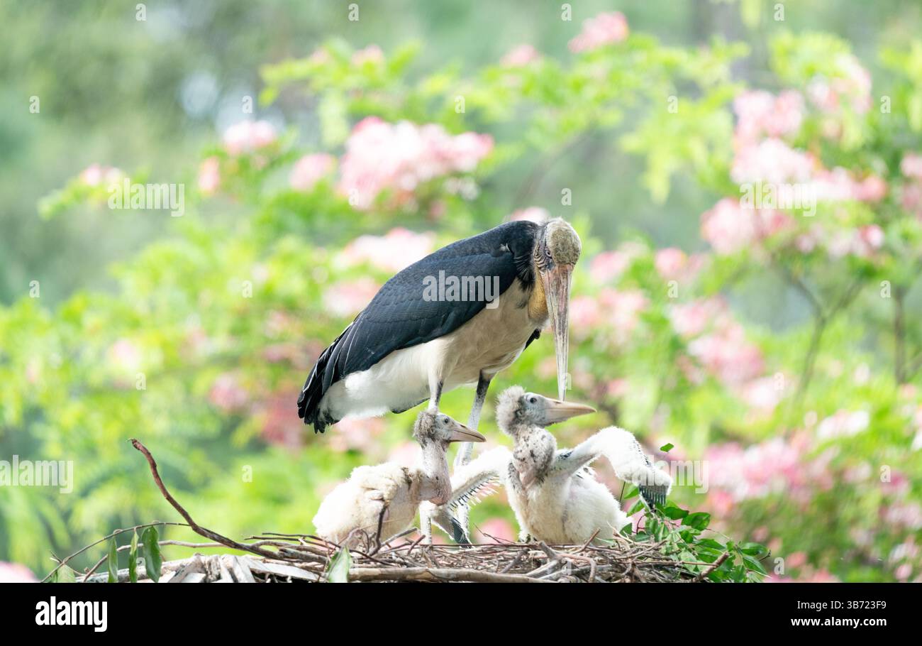 Marabou Storch Familie im Nest Stockfoto