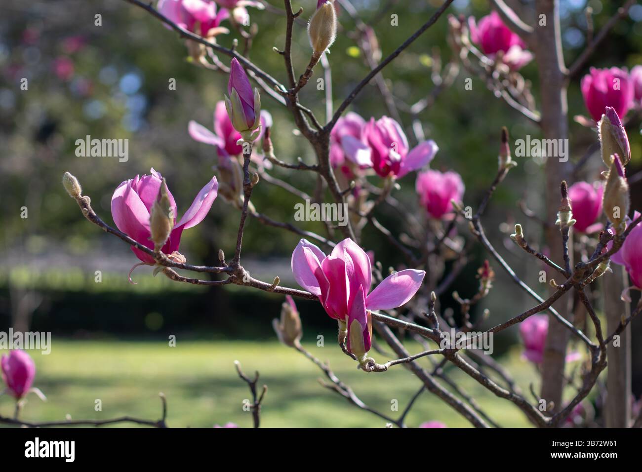 Magnolia liiflora Zierbaum mit dunkelrosa Blüte im Hinterlicht beleuchtet. Mulan, lila oder rote Magnolienblüten im sonnigen Frühlingsgarten. Lily oder Stockfoto