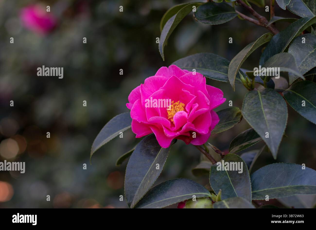 Kamelienblume und grünes Laub. Camellia japonica blühende Zierpflanze, immergrün. Schöne hellrosa halb-doppelt offene Blume mit Gelb Stockfoto