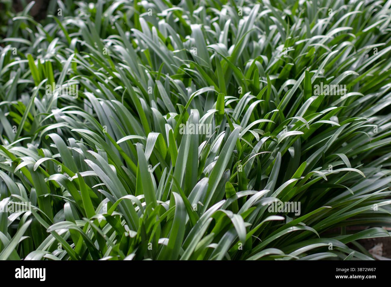 Grün gekrümmte lianoare Pflanzenblätter im Frühlingsgarten. Dunkelgrünes, üppiges, bogenförmiges Laub der Bodendeckenpflanze. Botanischer Hintergrund des Frühjahrswachstums. Stockfoto