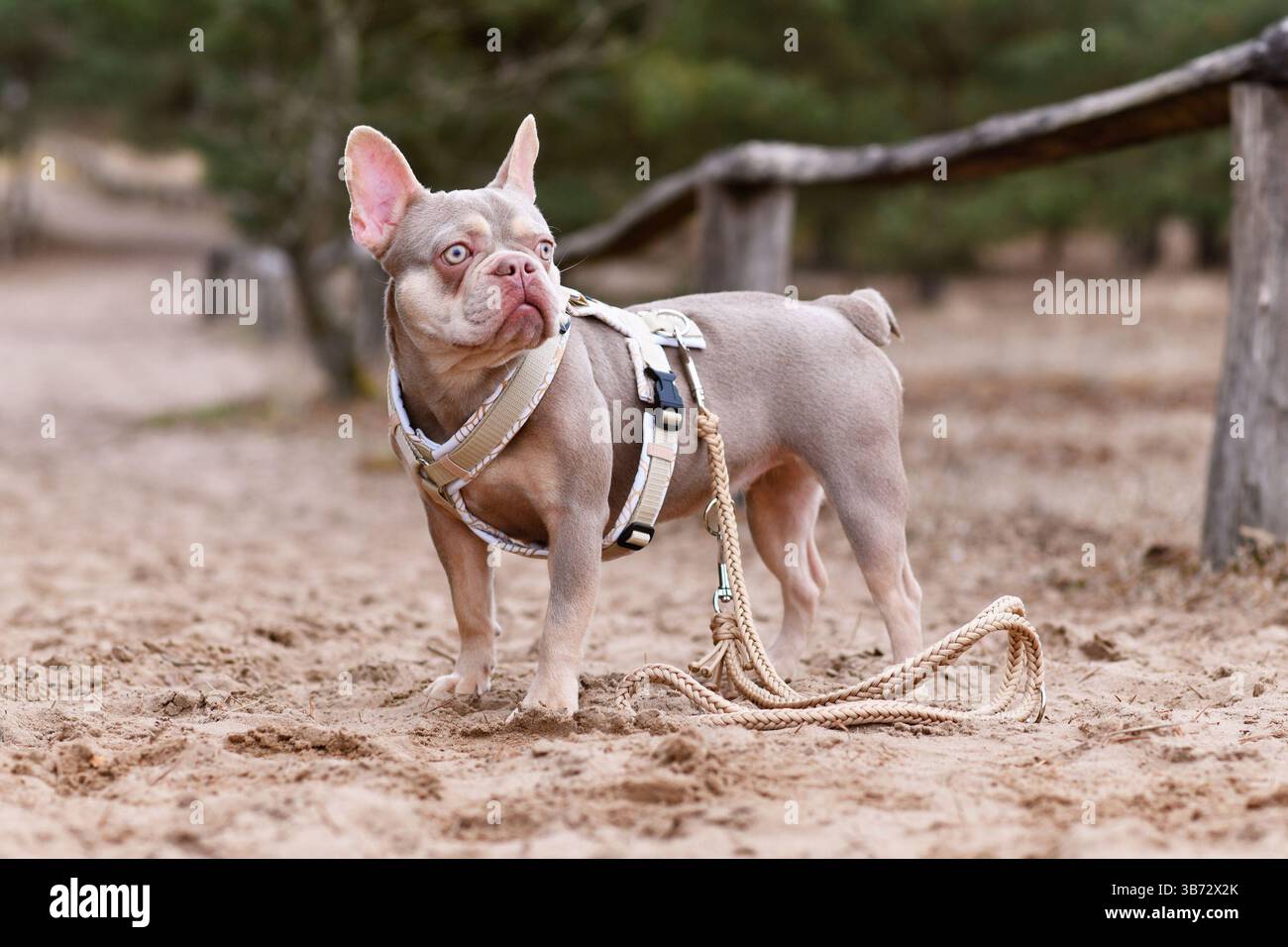 Niedliche New Shade Isabella Orange Tan Colour French Bulldog mit Y-förmigem Hundegeschirr und Leine im Sand Stockfoto