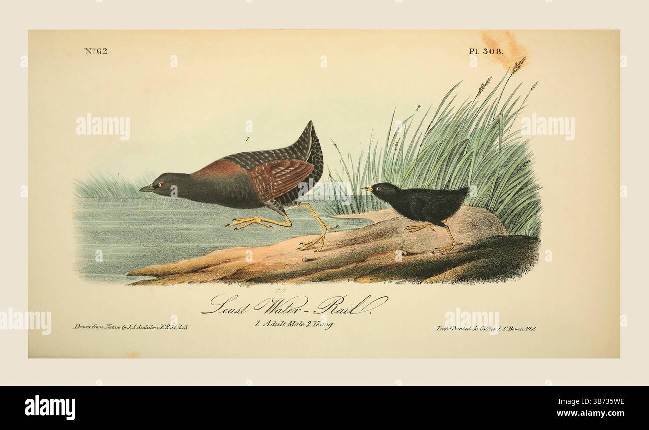 Die geringste Wasserhühne oder die geringste Wasserschiene (Rallus aquaticus), 1. Männlich. 2. Junge. Nach einer Illustration von John James Audubon im 5. Band seines Buches The Birds of America from Drawings Made in the United States and their Territories, veröffentlicht 1842. Spätere Färbung. Stockfoto