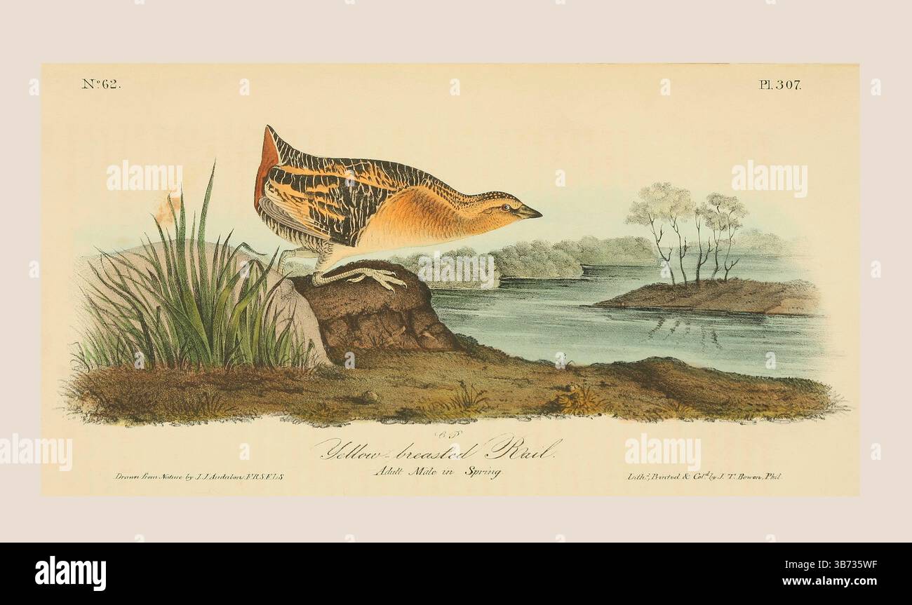 Der Gelbbrüste (Laterallus flaviventer), männlich im Frühling. Nach einer Illustration von John James Audubon im 5. Band seines Buches The Birds of America from Drawings Made in the United States and their Territories, veröffentlicht 1842. Spätere Färbung. Stockfoto