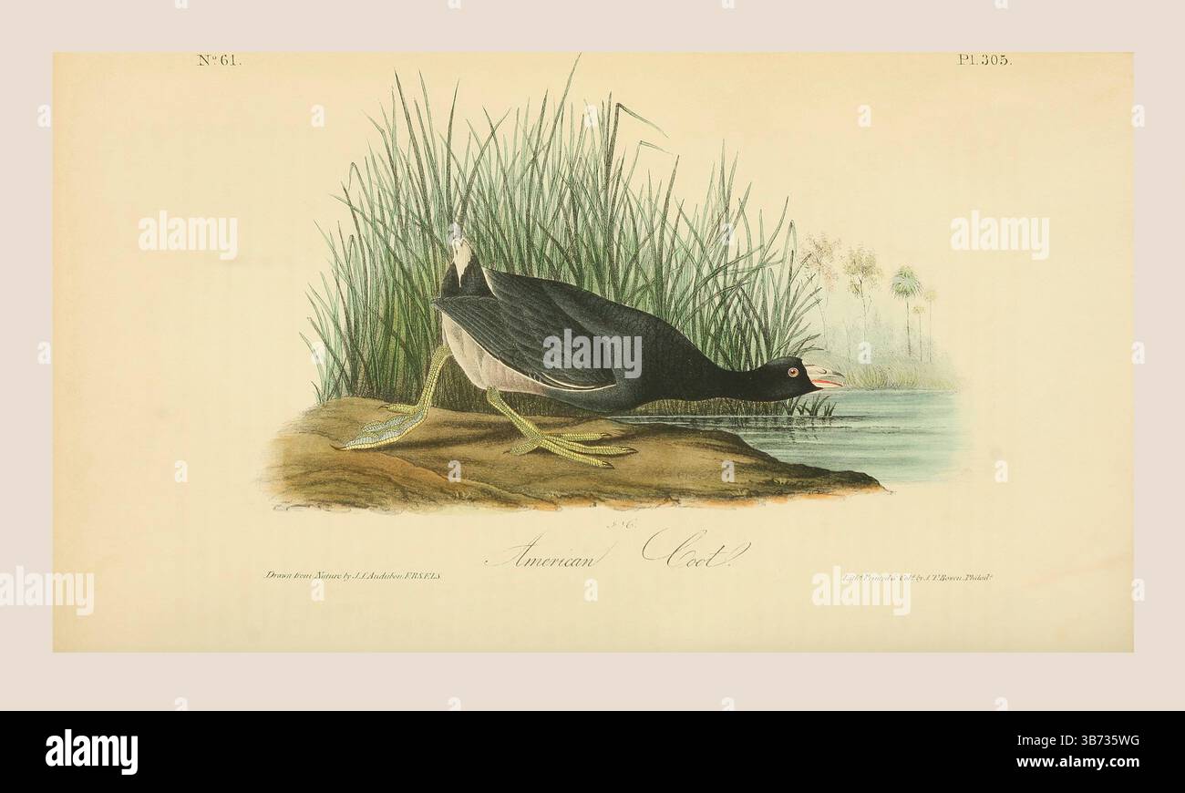 Ein amerikanischer Huhn (Fulica americana), alias Schlammhühner oder Geflügel. Nach einer Illustration von John James Audubon im 5. Band seines Buches The Birds of America from Drawings Made in the United States and their Territories, veröffentlicht 1842. Spätere Färbung. Stockfoto