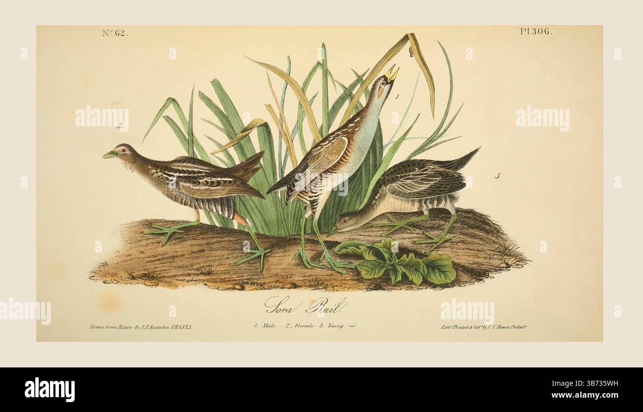 Die sora, sora Rail oder Carolina Crake (Porzana carolina), 1. Männlich. 2. Weiblich. 3. Junge. Nach einer Illustration von John James Audubon im 5. Band seines Buches The Birds of America from Drawings Made in the United States and their Territories, veröffentlicht 1842. Spätere Färbung. Stockfoto