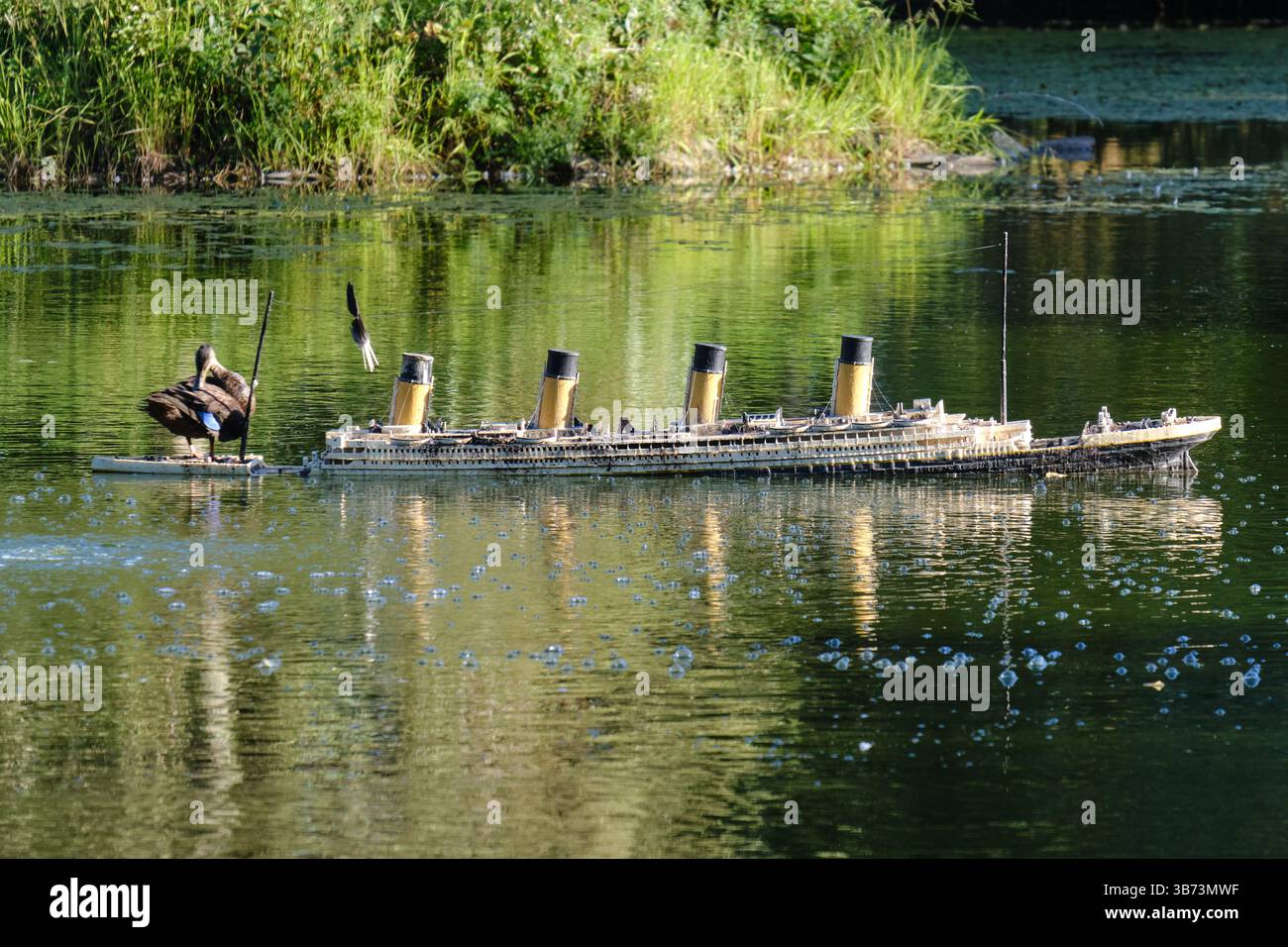 Nachbildung der Titanic in einem lokalen Teich, der unter dem Gewicht einer Stockente sinkt Stockfoto