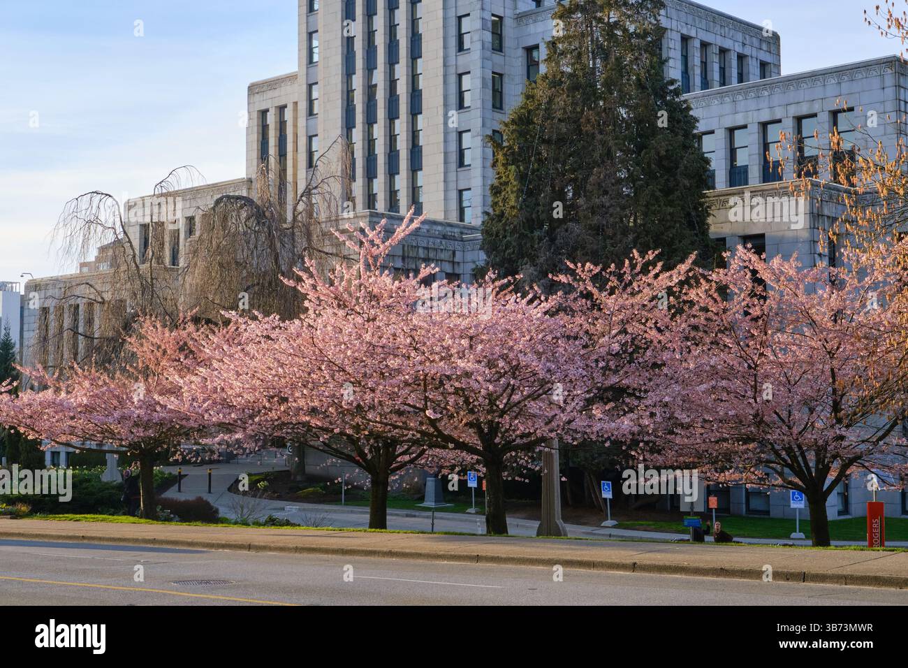 Kirschblüten in Blüte Vancouver BC. Stockfoto