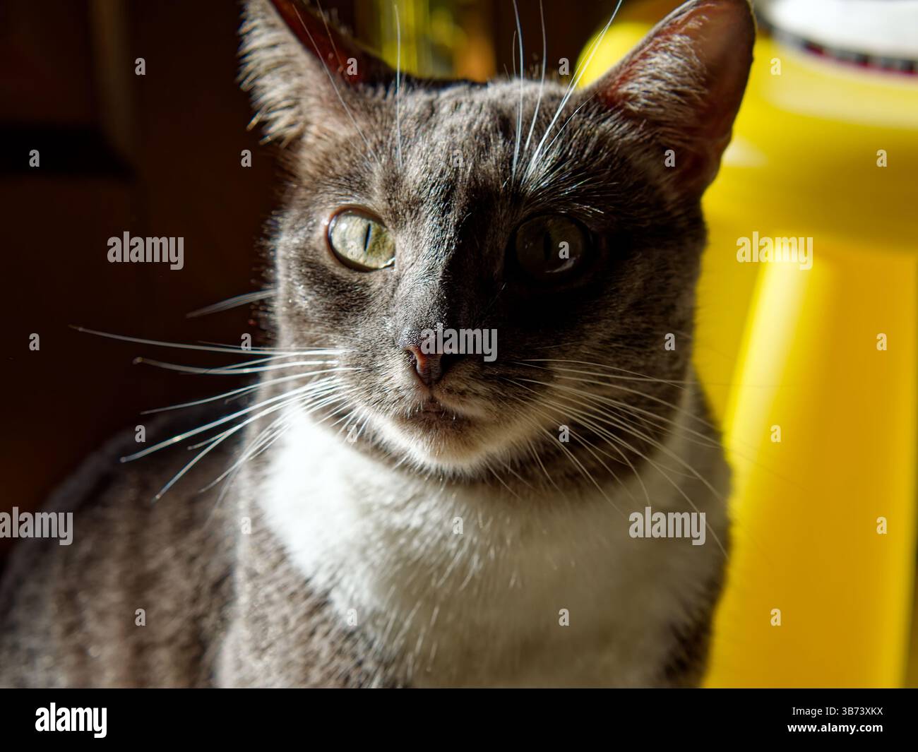 Junge Neva Maskerade Katze im Sonnenschein, Russland Stockfoto
