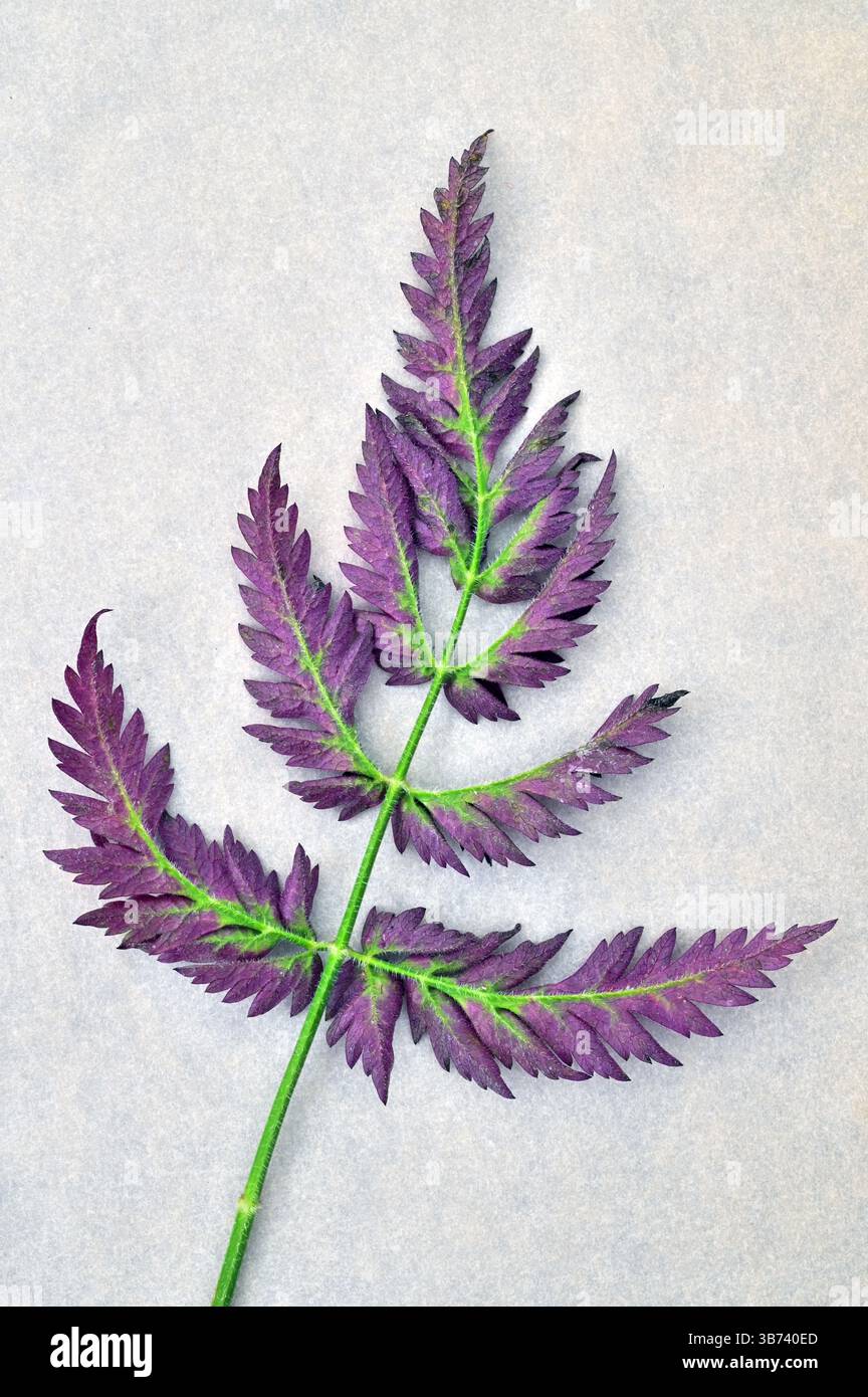 Gewelltes violettes Blatt von KuhPetersilie mit hellem Hintergrund Stockfoto