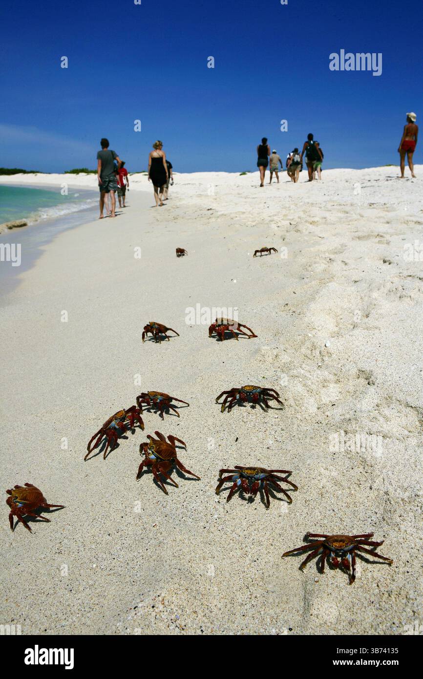 Krabbe Zayapa, Insel Bachas Stockfoto