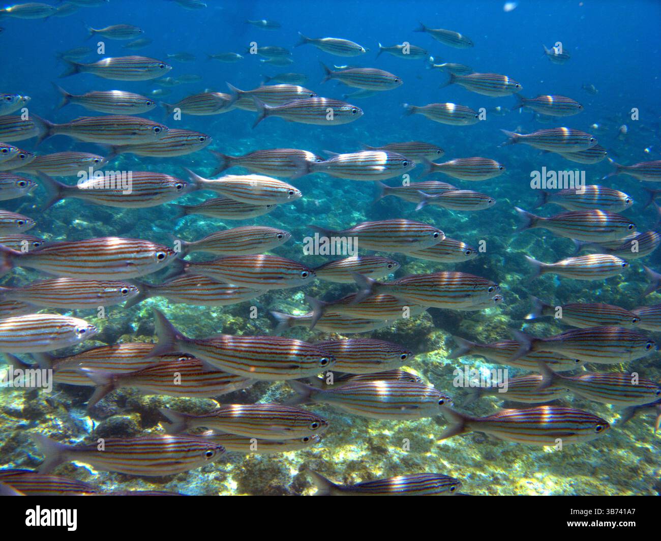 Lisa von Galapagos, Mugil galapagensis, Floreana Island Stockfoto